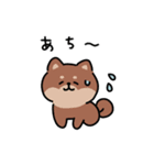 ゆる柴犬スタンプ17・サマー夏（個別スタンプ：8）