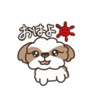 仲良しシーズー兄弟（個別スタンプ：1）
