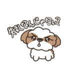 仲良しシーズー兄弟（個別スタンプ：12）