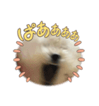 おもちの日常【2】（個別スタンプ：12）