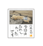 おもちの日常【2】（個別スタンプ：16）