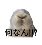 うさぎしか勝たん！スタンプ（個別スタンプ：7）