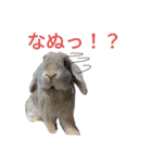 うさぎしか勝たん！スタンプ（個別スタンプ：11）