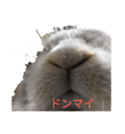 うさぎしか勝たん！スタンプ（個別スタンプ：21）