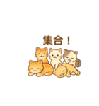 ねこ大集合（多種詰め合わせ）（個別スタンプ：40）