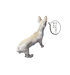 チワブルのホトちゃん①（個別スタンプ：5）