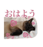 【第5弾】アッシュ写真スタンプ（個別スタンプ：3）