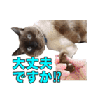 【第5弾】アッシュ写真スタンプ（個別スタンプ：12）