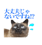 【第5弾】アッシュ写真スタンプ（個別スタンプ：13）