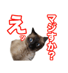 【第5弾】アッシュ写真スタンプ（個別スタンプ：18）