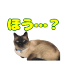 【第5弾】アッシュ写真スタンプ（個別スタンプ：22）