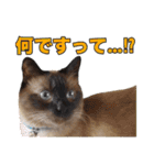 【第5弾】アッシュ写真スタンプ（個別スタンプ：26）
