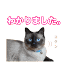 【第5弾】アッシュ写真スタンプ（個別スタンプ：31）