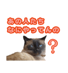 【第5弾】アッシュ写真スタンプ（個別スタンプ：32）