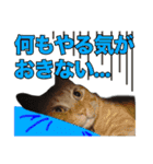 【第5弾】アッシュ写真スタンプ（個別スタンプ：35）