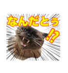 【第5弾】アッシュ写真スタンプ（個別スタンプ：36）