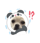 チワブルのホトちゃん②（個別スタンプ：6）