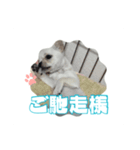チワブルのホトちゃん③（個別スタンプ：2）