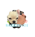 チワブルのホトちゃん③（個別スタンプ：3）