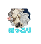 チワブルのホトちゃん③（個別スタンプ：4）