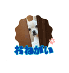 チワブルのホトちゃん③（個別スタンプ：7）