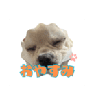 チワブルのホトちゃん③（個別スタンプ：8）