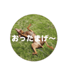 FCわんず（個別スタンプ：1）