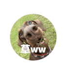 FCわんず（個別スタンプ：2）