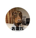 FCわんず（個別スタンプ：5）