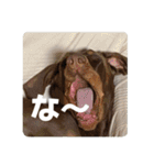 FCわんず（個別スタンプ：6）