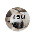FCわんず（個別スタンプ：7）