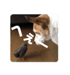 FCわんず（個別スタンプ：12）