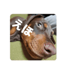 FCわんず（個別スタンプ：14）