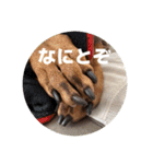 FCわんず（個別スタンプ：21）