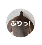 FCわんず（個別スタンプ：22）