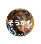 FCわんず（個別スタンプ：27）