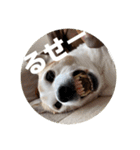 FCわんず（個別スタンプ：28）