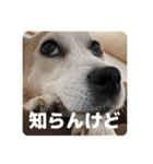 FCわんず（個別スタンプ：30）
