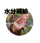 FCわんず（個別スタンプ：32）