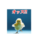 激しく動く！うざいヒヨコ！（個別スタンプ：1）