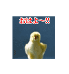 激しく動く！うざいヒヨコ！（個別スタンプ：2）