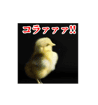 激しく動く！うざいヒヨコ！（個別スタンプ：4）