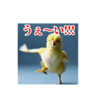 激しく動く！うざいヒヨコ！（個別スタンプ：6）