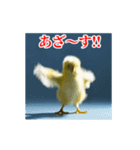 激しく動く！うざいヒヨコ！（個別スタンプ：8）