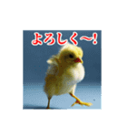 激しく動く！うざいヒヨコ！（個別スタンプ：9）