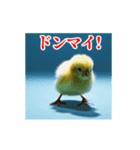 激しく動く！うざいヒヨコ！（個別スタンプ：10）