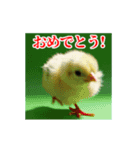 激しく動く！うざいヒヨコ！（個別スタンプ：11）