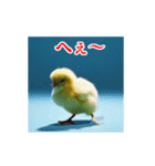 激しく動く！うざいヒヨコ！（個別スタンプ：14）