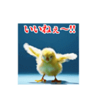 激しく動く！うざいヒヨコ！（個別スタンプ：15）