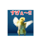 激しく動く！うざいヒヨコ！（個別スタンプ：16）
